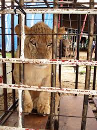 Are held at facilities accredited by the association of zoos and aquariums. Man Eating Lions Saving Earth Encyclopedia Britannica