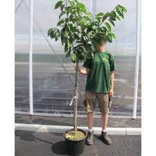Plodovi su veliki i široki, u obliku srca. Cherry Tree Bigarreau Burlat Buy Cherry Tree Bigarreau Burlat Prunus Cerasus Bigarreau Burlat