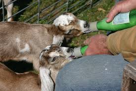 Goats How To Bottle Feed A Kid Hobby Farms