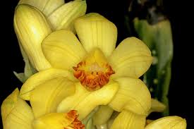 Image result for Phaius occidentalis