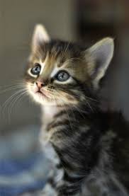 Paintedcats is a small bengal cat breeder located in milwaukee wisconsin. Pin By Linda Langeland On Adorable And Gorgeous Animals Kittens Cutest Kitten Adoption Baby Cats
