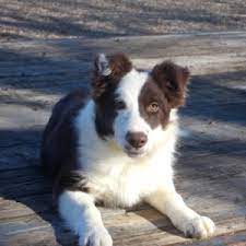 Jasper Border Collie Puppy 616979 Puppyspot