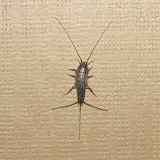 Lepisma Saccharina May Sound Like Some New Kind Of Artificial Sweetener But It S Really The Name Entomologists Give To The Sil Silverfish Insects Pest Control