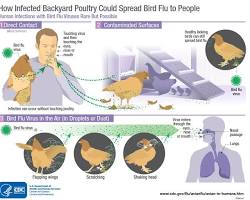 Image of Bird flu virus