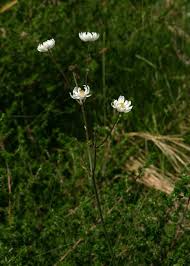 Image result for Anemone transvaalensis