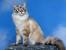 Siamese Lynx Point Maine Coon Mix