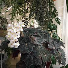 Begonia Hairy Thing Stueplanter Potteplanter
