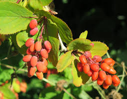 Image result for Berberis