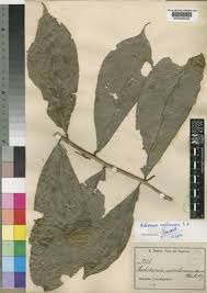 Image result for Antidesma vogelianum