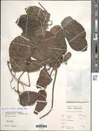 Image result for Coccinia barteri