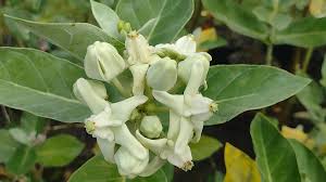 Image result for Calotropis gigantea
