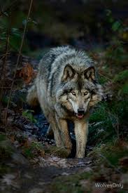 Bulent Gurkas Adli Kullanicinin Wolf Kurt Panosundaki Pin Memeliler Hayvan Resimleri Vahsi Hayvanlar