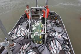 If you've found a great price on your flights to ugashik, why not bookmark skyscanner and come back to search and book for free on hundreds of. Fish And Game Will Be Cautious In The Ugashik District This Season Kdlg