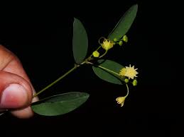 Image result for Helinus