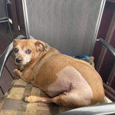 Nachamkin j e dvm on our website. Winters Chapel Animal Hospital 10 Reviews Veterinarians 3017 Peeler Rd Atlanta Ga Phone Number