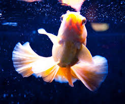 Akvaryumdaki balıklara verdiğimiz yemi muhafaza ederken ağzı açık kaplarda olmayacak. Japon Baligi Goldfish Bakimi Beslenmesi Ve Uretimi Icin Tiklayin