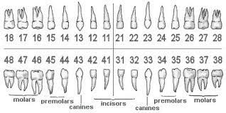This system references all the teeth that should be in your mouth, so if you have wisdom teeth (or other teeth) which have been removed, those numbers still exist. Bangkok Dental Dentist Clinic By Bangkok Smile Dental Clinic In Thailand