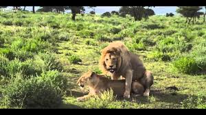 Aslan Ciftlesmesi Youtube