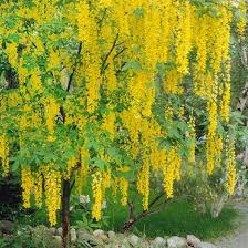 There is room in virtually any garden the golden chain tree is a deciduous tree growing 15 to 25 feet, blooming with. In Late Spring And Summer This Golden Chain Tree Bears Beautiful Hanging Clusters Of Yellow Flowers More Small Flowering Trees Small Trees Golden Chain Tree