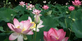 Pearsons florist australia specialises in flowers, gifts and weddings. Lotus Flower Season