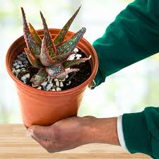 Image result for Aloe canis