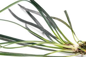 Image result for Limeum fenestratum