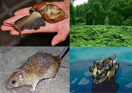 Should we use gene drive for pest control? Opinion Is Crispr Based Gene Drive A Biocontrol Silver Bullet Or Global Conservation Threat Pnas