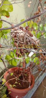 Saya ingin kongsikan pengalaman saya menanam pokok bidara. Burung Membuat Sarang Di Pokok Bidara
