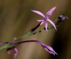 Image result for Radinosiphon leptostachya