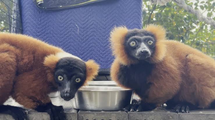 Meet the red ruffed lemurs at Carson Springs Wildlife Sanctuary