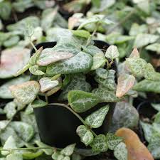 Image result for Ceropegia meyeri