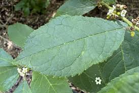 Image result for Xyris peteri