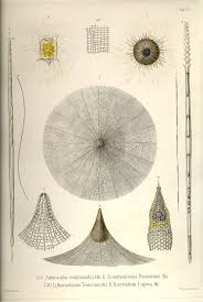 Art Forms From The Ocean The Radiolarian Atlas Of 1862 Pin On Ocean Creatures