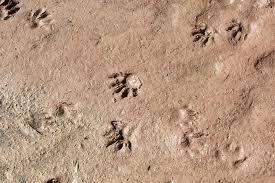Desert Cottontail Tracks Animal Tracks Animal Footprints North American Animals