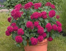 Image result for Pentas bussei