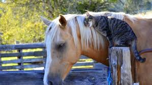 Resultado de imagen de caballos cariñosos