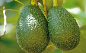 uberraschend anders avocados lebensmittelpraxis de