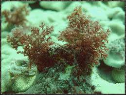 Image result for Launaea rogersii