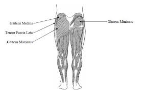 One of the key pelvic stabilising muscle groups are the hip abductors (gluteus medius and minimus). Hip Abductors Run Faster Speed Training