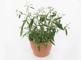 Image result for Euphorbia graminea
