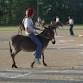Donkey Baseball At Rock Run Youth Park