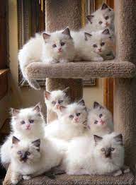ucretsiz her cins kedi sahiplendirme ve yuva home facebook