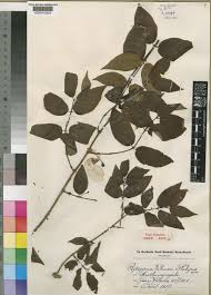 Image result for Rytigynia bridsoniae