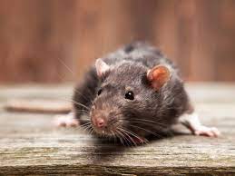 How To Get Rid Of Mice In The Walls This Old House