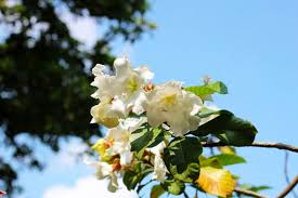 Image result for Beaumontia