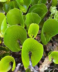 Image result for Hymenophyllum capillare