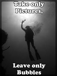 Here is a selection of my favorite scuba diving quotes, ocean quotes, conservation quotes, and quotes about sharks! Scuba Diving Quotes Diving Quotes Scuba Diving Quotes Best Scuba Diving