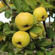 The tree has been grown by landscape architects for its. Cydonia Serbian Gold Serbian Gold Quince Tree Mail Order Trees