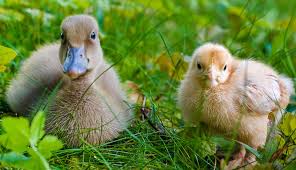 Ducks cannot swallow food properly without water. Can Chickens Ducks Share Feed Hobby Farms