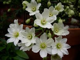 This beautiful evergreen clematis 'cartmanii joe' is a compact climber that is perfect for smaller and courtyard gardens. Clematis X Cartmanii Joe Plant Lust